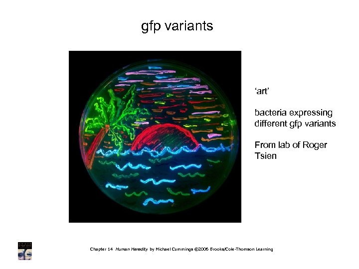 gfp variants ‘art’ bacteria expressing different gfp variants From lab of Roger Tsien Chapter