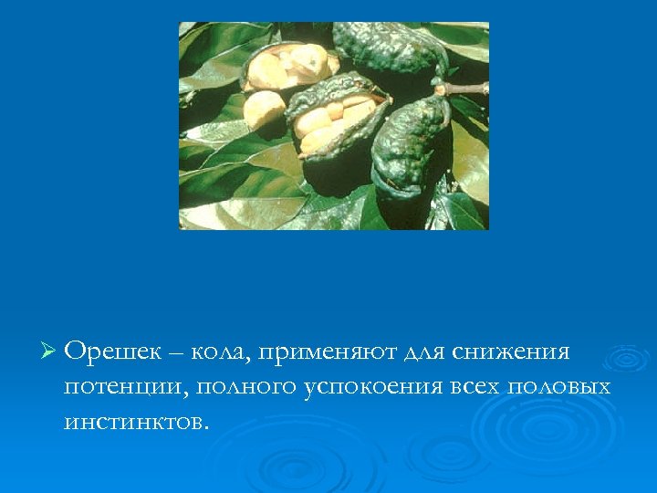 Ø Орешек – кола, применяют для снижения потенции, полного успокоения всех половых инстинктов. 