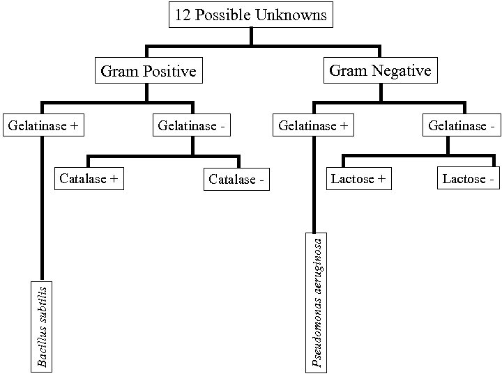 12 Possible Unknowns Gram Negative Gram Positive Bacillus subtilis Catalase + Gelatinase - Gelatinase