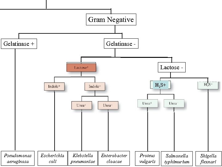 Gram Negative Gelatinase - Gelatinase + Lactose - Lactose + H 2 S+ Pseudomonas