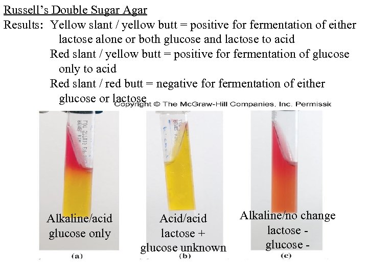 Russell’s Double Sugar Agar Results: Yellow slant / yellow butt = positive for fermentation