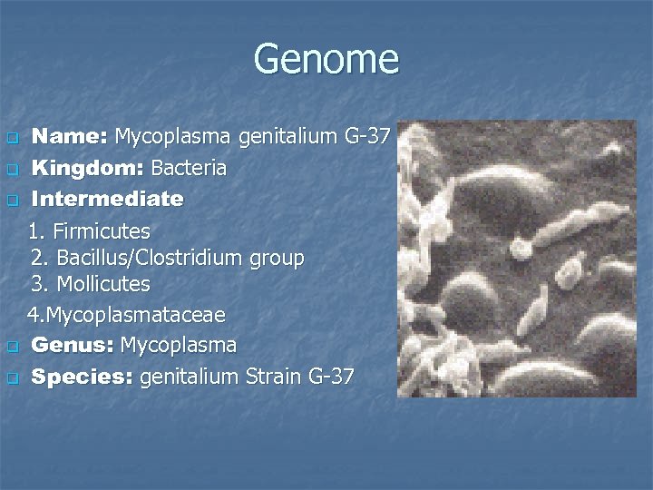Genome q q q Name: Mycoplasma genitalium G-37 Kingdom: Bacteria Intermediate 1. Firmicutes 2.