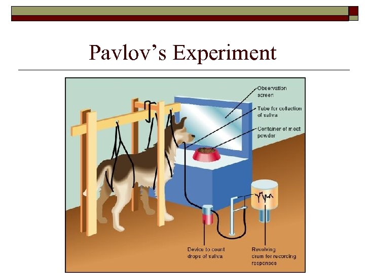 Pavlov’s Experiment 