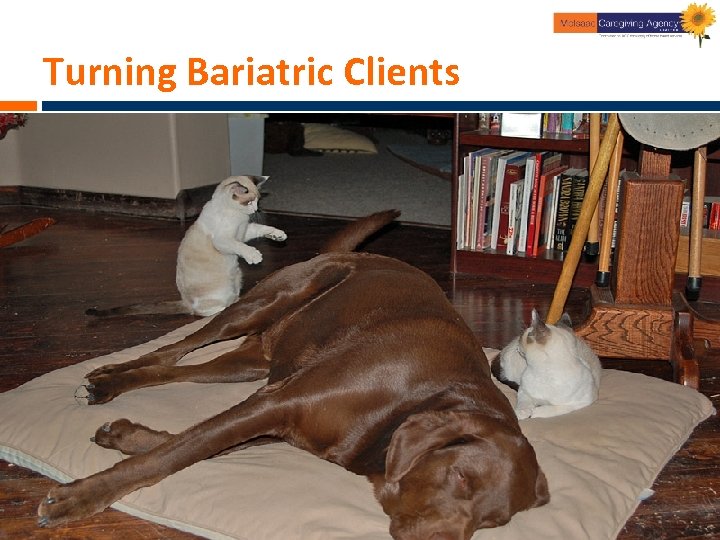 Turning Bariatric Clients 