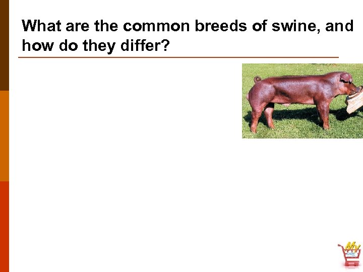 What are the common breeds of swine, and how do they differ? 