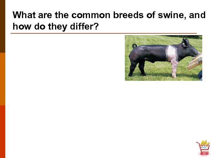 What are the common breeds of swine, and how do they differ? 