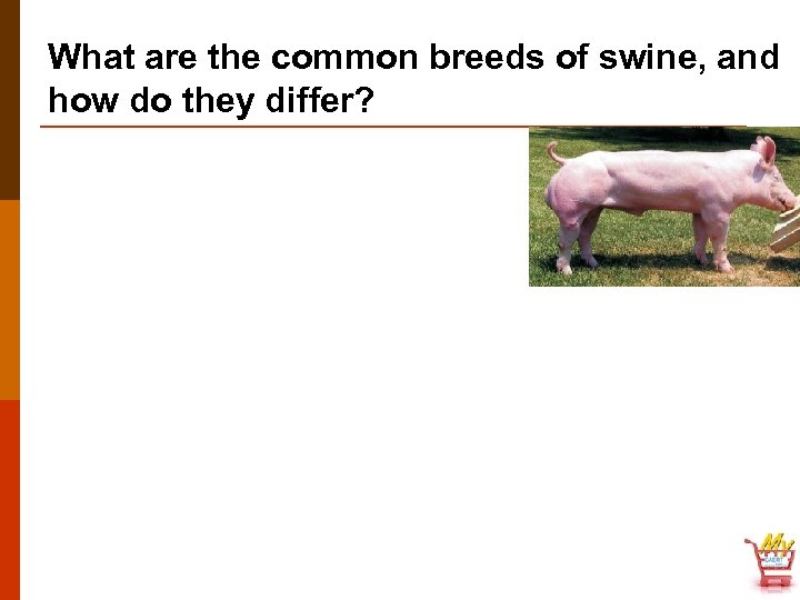 What are the common breeds of swine, and how do they differ? 