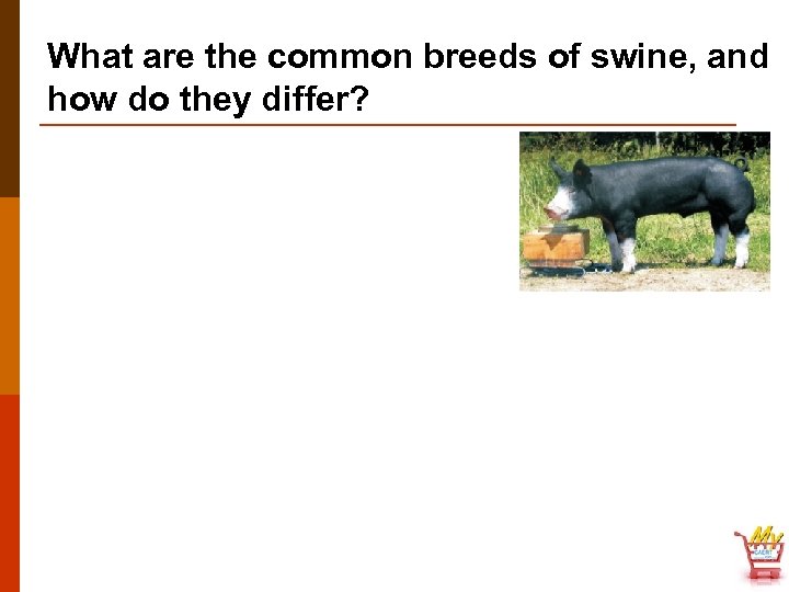 What are the common breeds of swine, and how do they differ? 