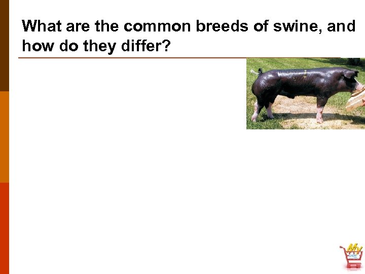 What are the common breeds of swine, and how do they differ? 