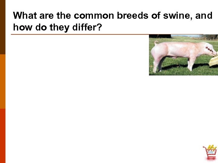 What are the common breeds of swine, and how do they differ? 