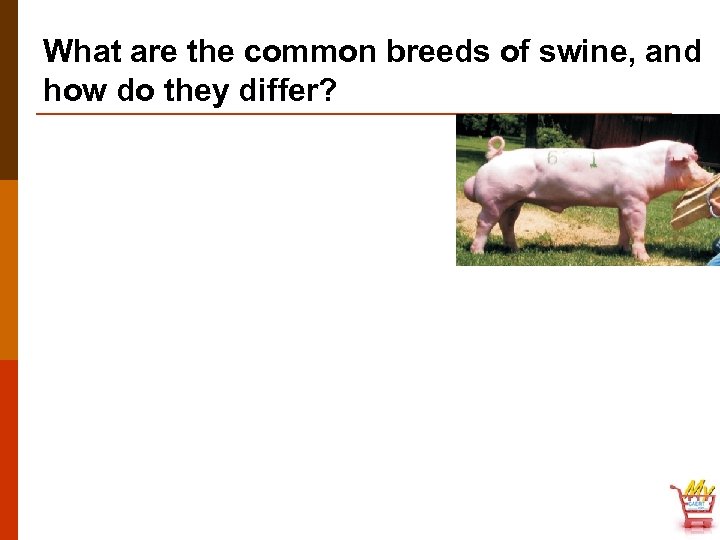 What are the common breeds of swine, and how do they differ? 