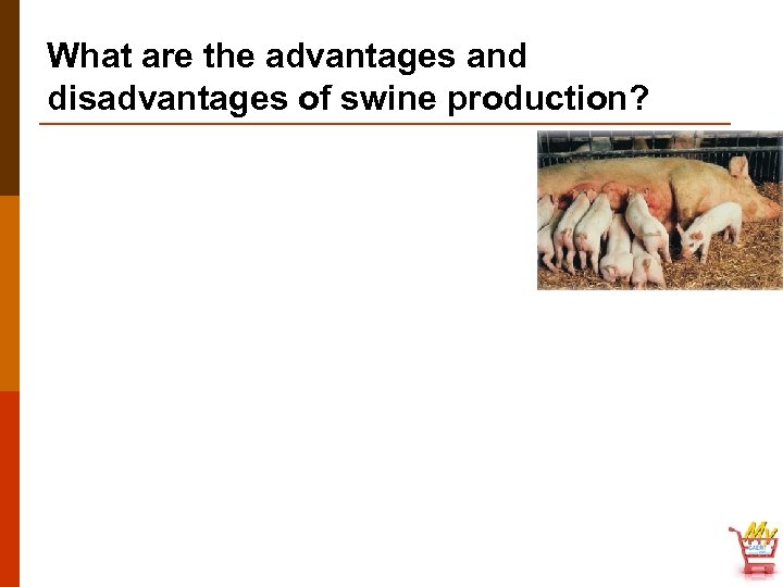 What are the advantages and disadvantages of swine production? 