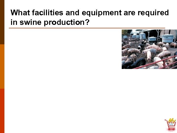 What facilities and equipment are required in swine production? 