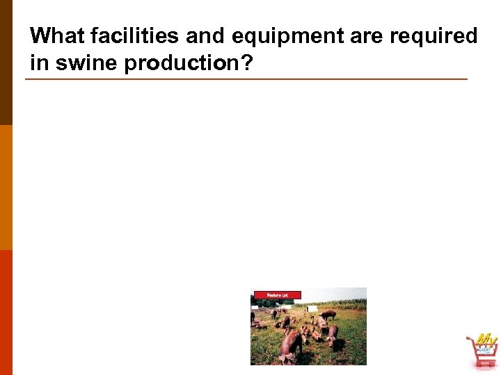 What facilities and equipment are required in swine production? 