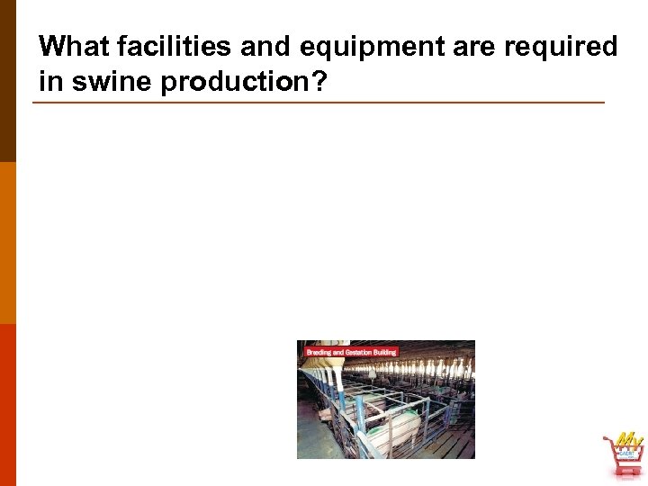 What facilities and equipment are required in swine production? 