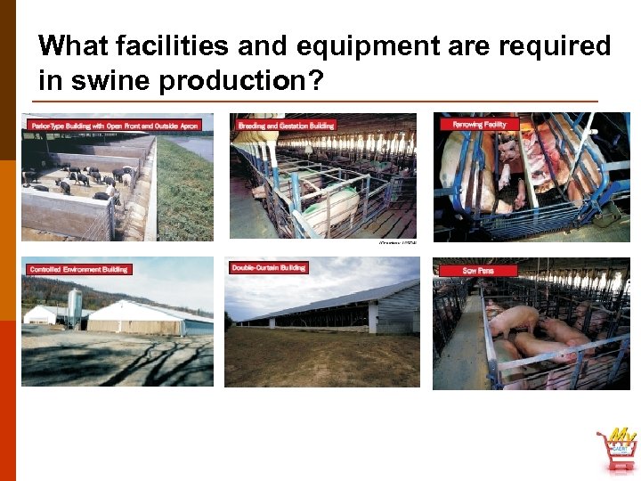 What facilities and equipment are required in swine production? 