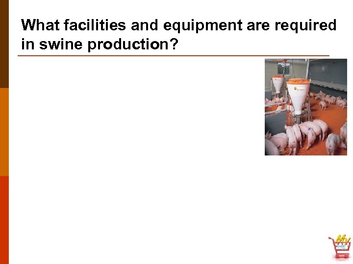 What facilities and equipment are required in swine production? 