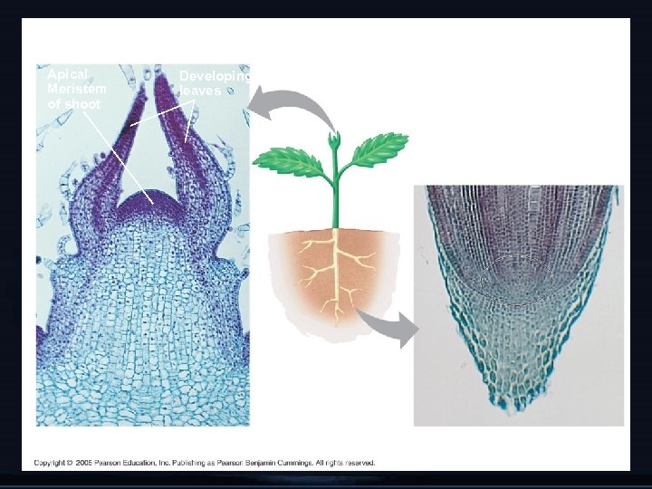 Apical Meristems Apical Meristem of shoot Developing leaves Apical meristem Shoot 100 µm Root