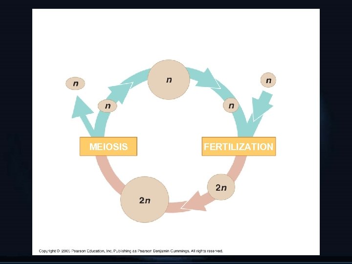 Alternation of Generations Haploid multicellular organism (gametophyte) Mitosis Gametes Spores MEIOSIS FERTILIZATION Zygote Diploid