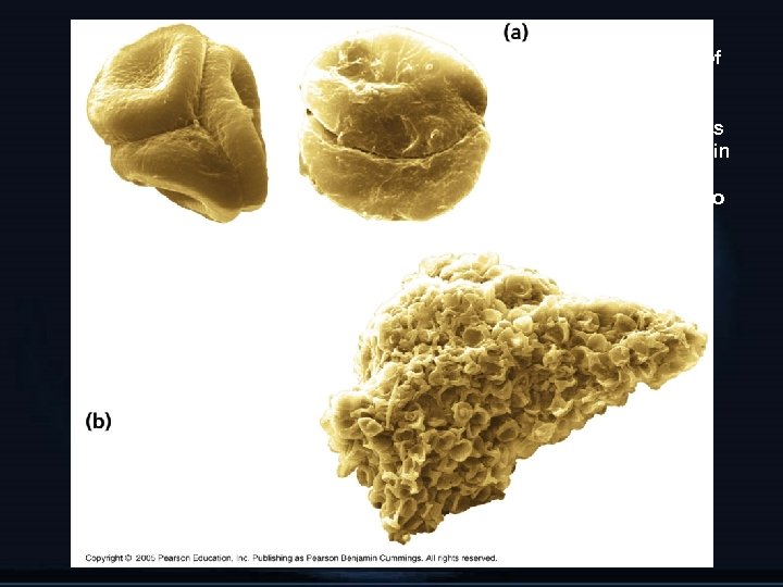 Fossilized spores. Unlike the spores of most living plants, which are single grains, these
