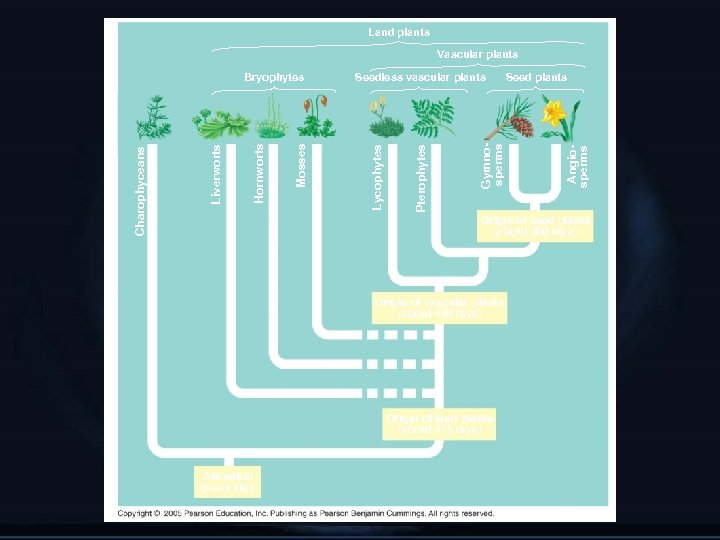 Land plants Vascular plants Seed plants Angiosperms Gymnosperms Pterophytes Seedless vascular plants Lycophytes Mosses