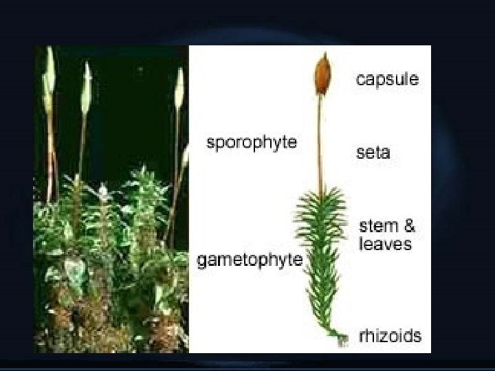 MOSS SPOROPHYTE 