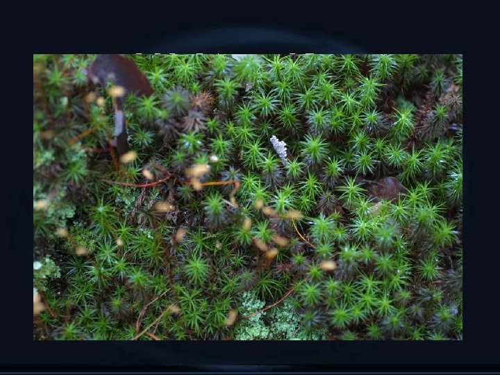MOSS GAMETOPHYTE 
