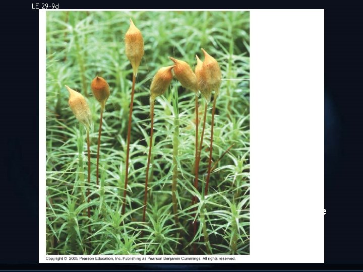 LE 29 -9 d Polytrichum commune, hairy cap moss Sporophyte Gametophyte 