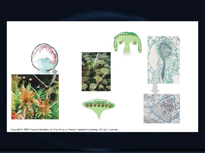 Walled Spores Produced in Sporangia Longitudinal section of Sphagnum sporangium (LM) Multicellular Gametangia Multicellular,