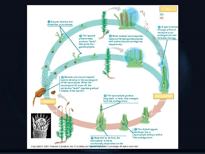 Raindrop Key Male gametophyte Haploid (n) Diploid (2 n) Sperm “Bud” Spores develop into