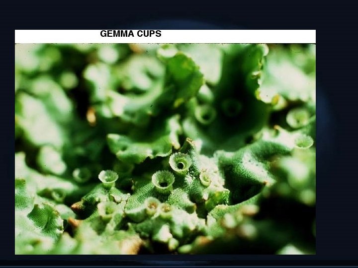GEMMA CUPS 