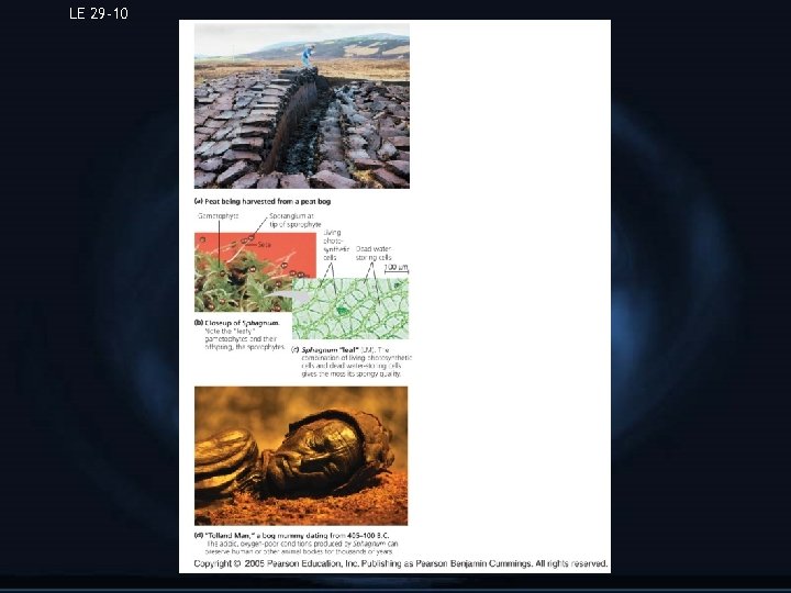 LE 29 -10 A peat bog. Gametophyte Sporangium at tip of sporophyte Living photosynthetic