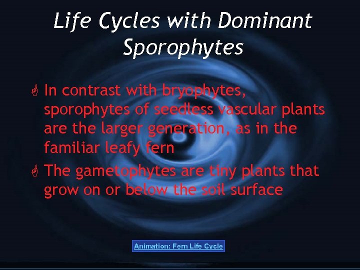 Life Cycles with Dominant Sporophytes G In contrast with bryophytes, sporophytes of seedless vascular