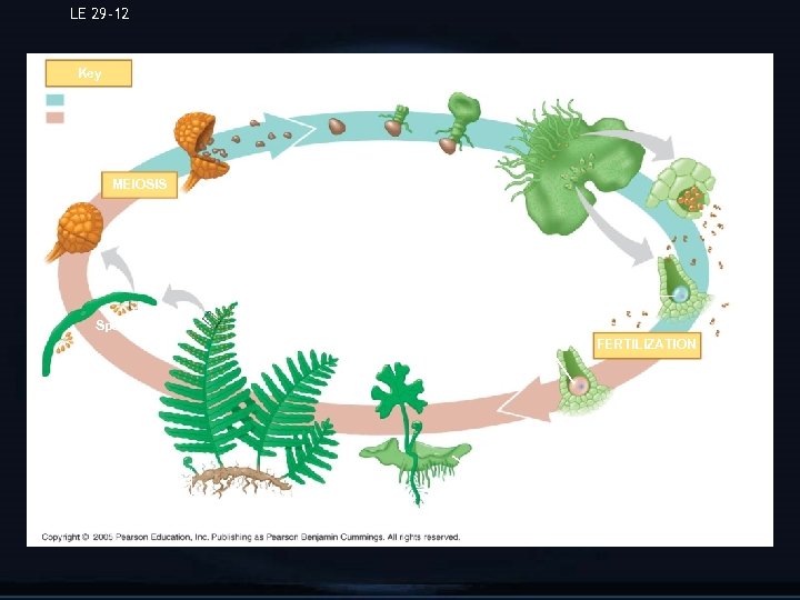 LE 29 -12 Key Haploid (n) Diploid (2 n) Spore MEIOSIS Antheridium Young gametophyte