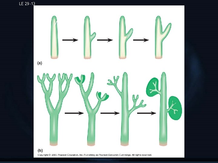 LE 29 -13 Vascular tissue Microphylls Megaphylls 