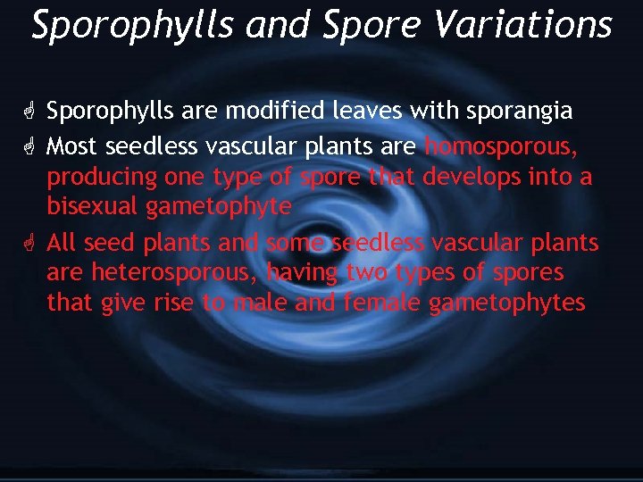 Sporophylls and Spore Variations G Sporophylls are modified leaves with sporangia G Most seedless