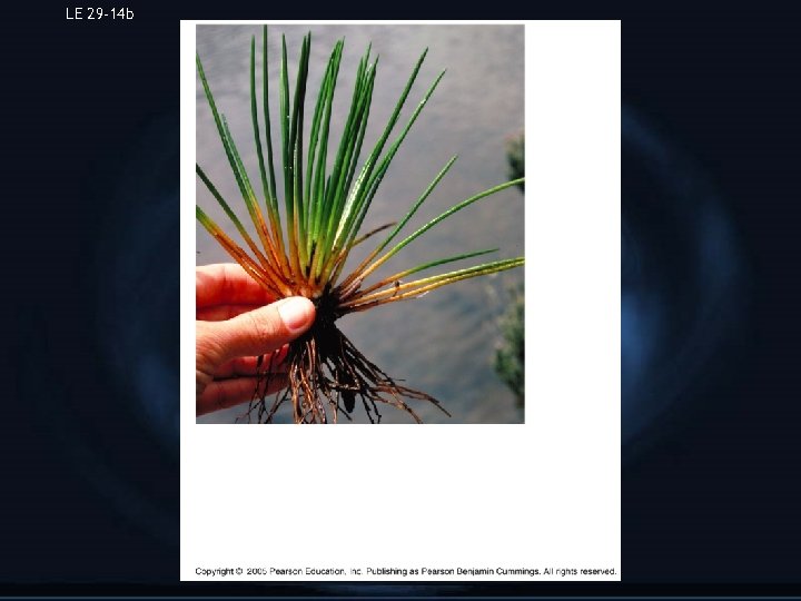 LE 29 -14 b Isoetes gunnii, a quillwort 