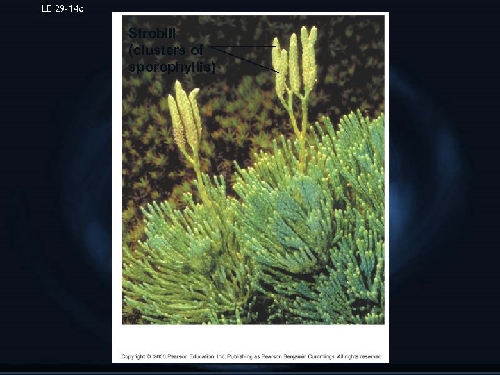 LE 29 -14 c Strobili (clusters of sporophyllis) Diphasiastrum tristachyum, a club moss 