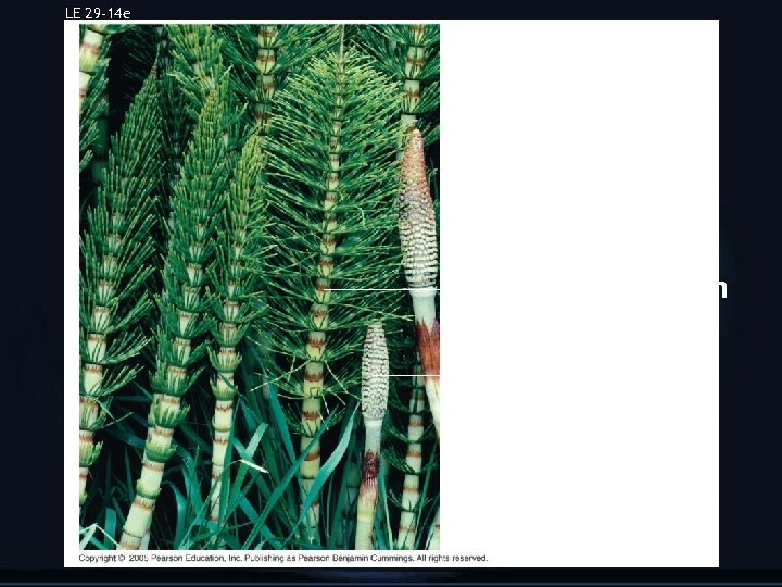 LE 29 -14 e Equisetum arvense, field horsetail Vegetative stem Strobilus on fertile stem