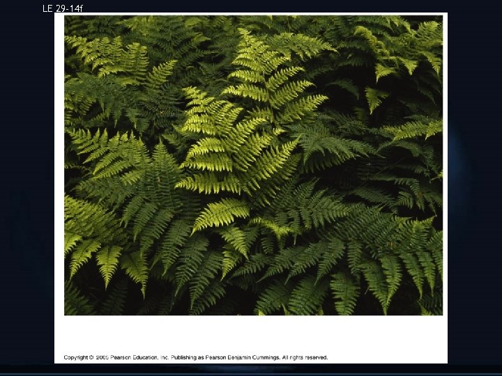 LE 29 -14 f Athyrium filix-femina, lady fern 