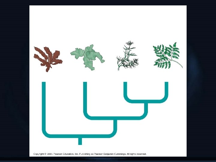 Viridiplantae Streptophyta Plantae Red algae Chlorophytes Ancestral alga Charophyceans Embryophytes 