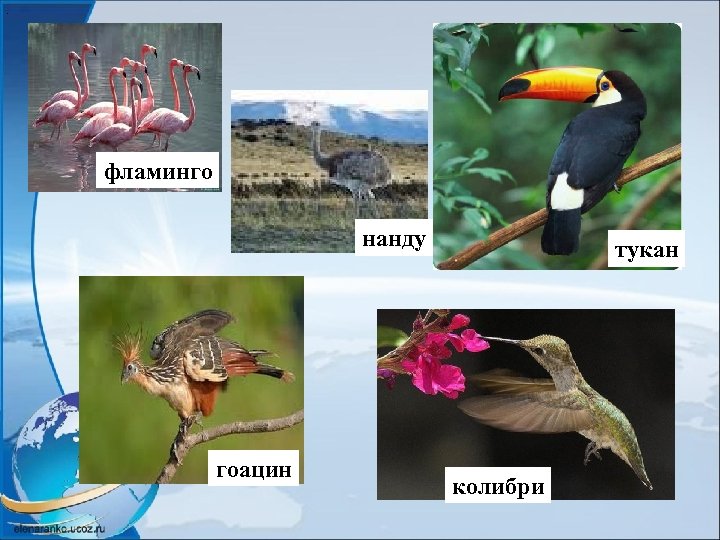 . фламинго нанду гоацин тукан колибри 