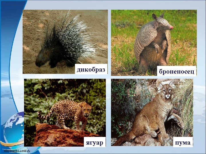 дикобраз ягуар броненосец пума 