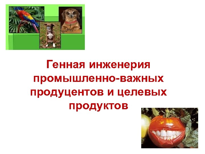 Генная инженерия промышленно-важных продуцентов и целевых продуктов 