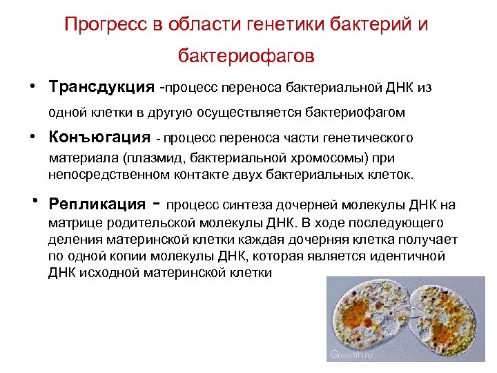 Прогресс в области генетики бактерий и бактериофагов • Трансдукция -процесс переноса бактериальной ДНК из