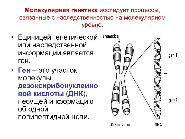 Молекулярно генетическая эволюция