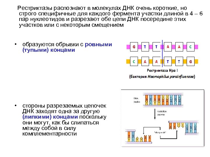  Рестриктазы распознают в молекулах ДНК очень короткие, но строго специфичные для каждого фермента