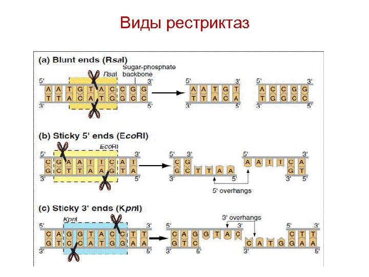Виды рестриктаз 