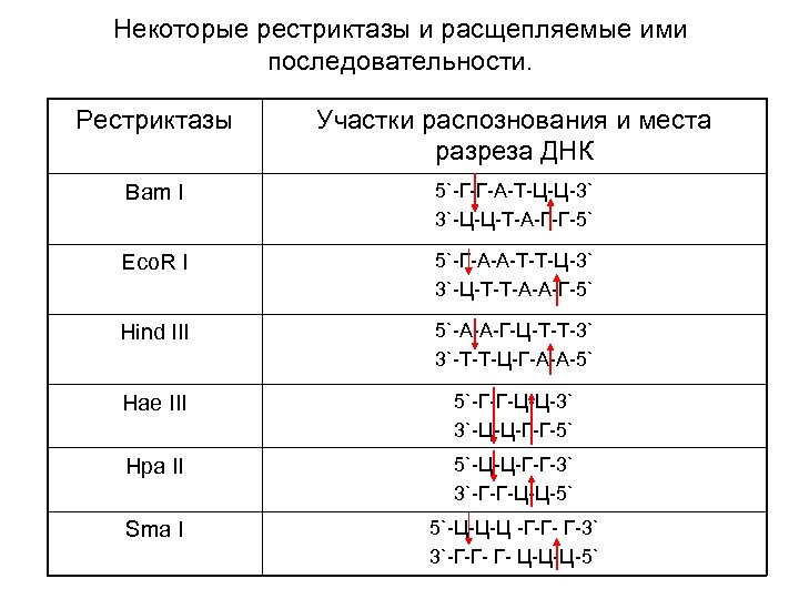 Некоторые рестриктазы и расщепляемые ими последовательности. Рестриктазы Участки распознования и места разреза ДНК Bam
