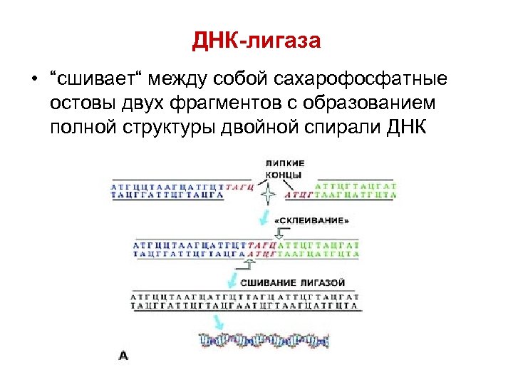 Вирус фрагмент днк